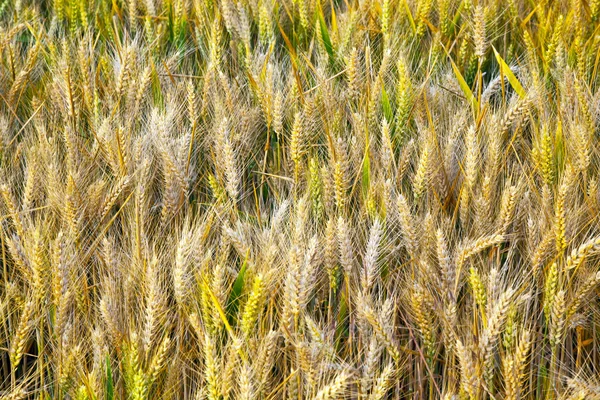 Corn field with spica in detail — Stock Photo, Image
