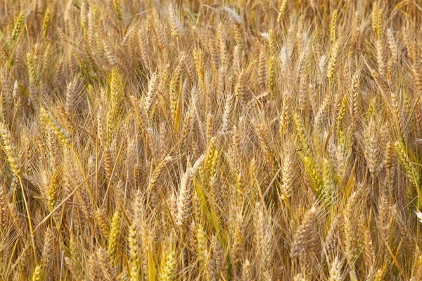 Kukuřičné pole s spica v detailu — Stock fotografie