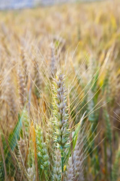 Campo di mais con spica in dettaglio — Foto Stock