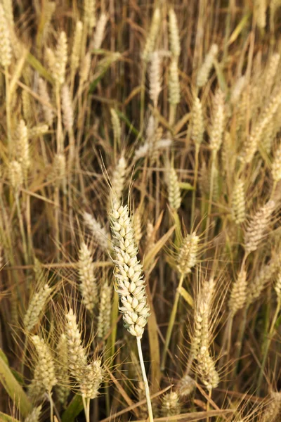 stock image Corn field with spica in detail