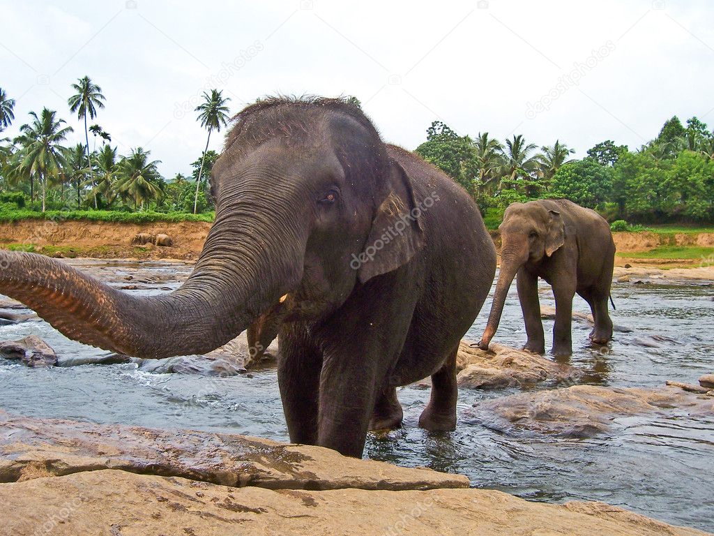 Elephant in the river with big russel