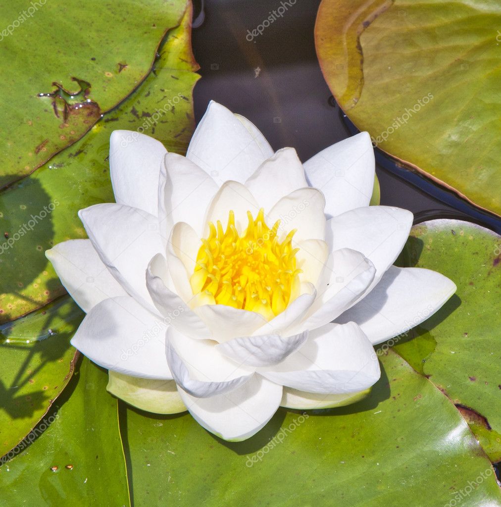 Japanese white lotus water lily — Stock Photo © Hackman 5524726