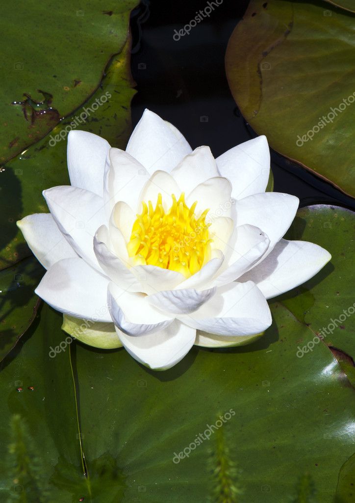 Japanese white lotus water lily