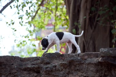 tapınak alanı wat phra sı sanphet köpeklerde bebek