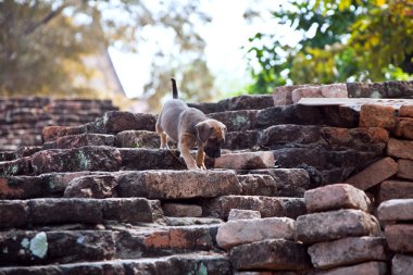 tapınak alanı wat phra sı sanphet köpeklerde bebek