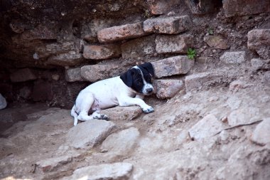 tapınak alanı wat phra sı sanphet köpeklerde bebek