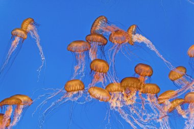 Beautiful Jelly fishes in the aquarium clipart