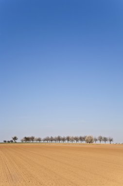 ağaçlar sıra ile taze sürülmüş acre