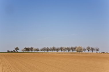 ağaçlar sıra ile taze sürülmüş acre