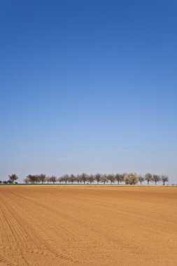 ağaçlar sıra ile taze sürülmüş acre