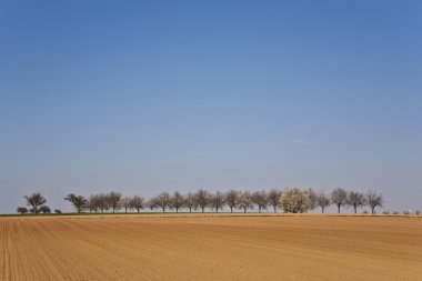 ağaçlar sıra ile taze sürülmüş acre