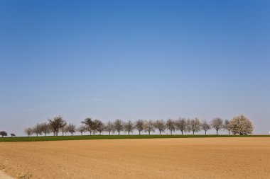 ağaçlar sıra ile taze sürülmüş acre