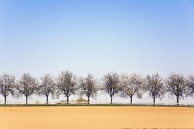 ağaçlar sıra ile taze sürülmüş acre