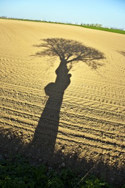 Shadow of a tree in the field clipart