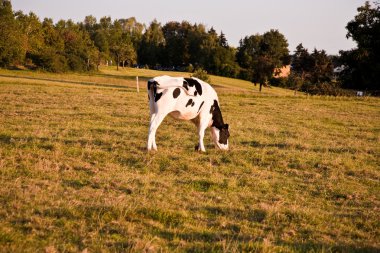 holstein inekler otlatma çayır on