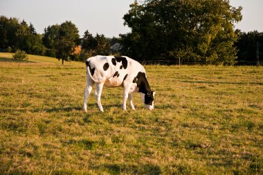 holstein inekler otlatma çayır on