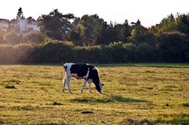 holstein inekler otlatma çayır on