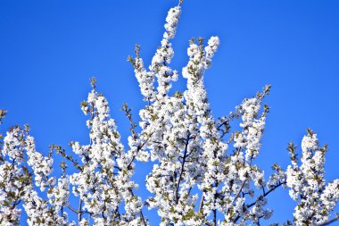 yakın çekim bloom Bahar Dalı