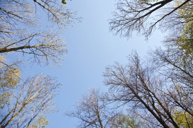 ağaç ile renkli taç yaprakları