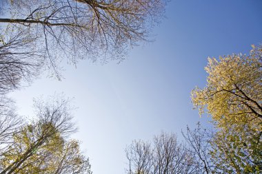ağaç ile renkli taç yaprakları