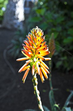 güzel aloe vera çiçek