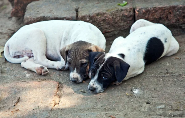 Baby dogs in temple area Wat Phra Si Sanphet — Stock Photo, Image