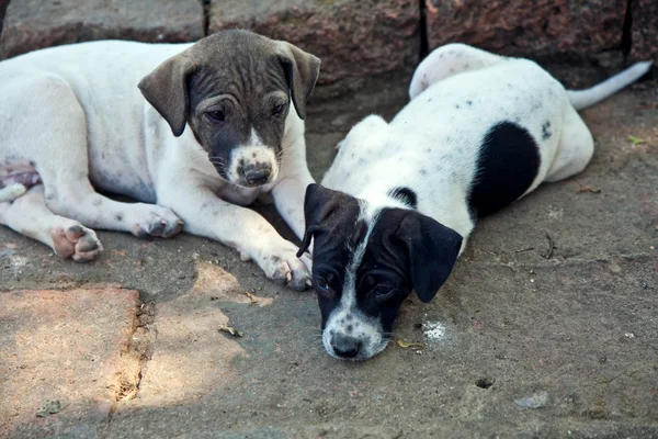 Μωρό σκυλιά στο ναό περιοχή wat phra si sanphet — Φωτογραφία Αρχείου