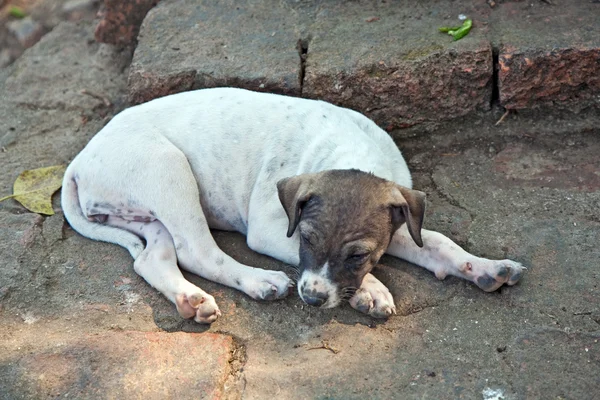 Baby dogs in temple area Wat Phra Si Sanphet — Stock Photo, Image