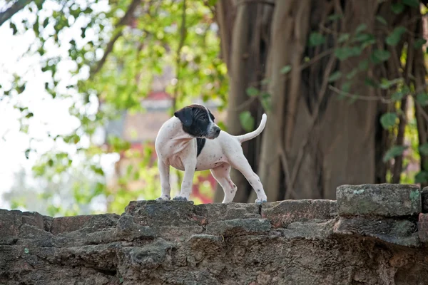 Μωρό σκυλιά στο ναό περιοχή wat phra si sanphet — Φωτογραφία Αρχείου