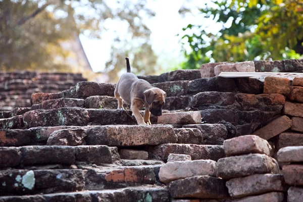 Cães bebés na área do templo Wat Phra Si Sanphet — Fotografia de Stock