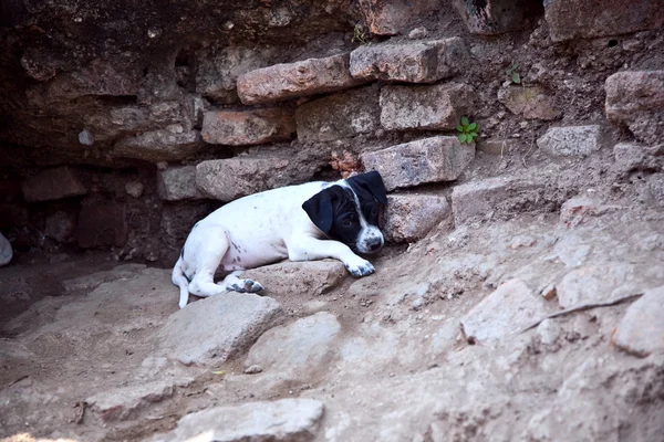 Baby hundar i templet område wat phra si sanphet — Stockfoto