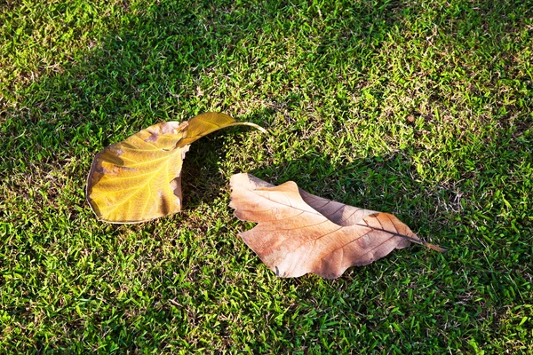 Красивые листья на лугу дворца при солнечном свете — стоковое фото