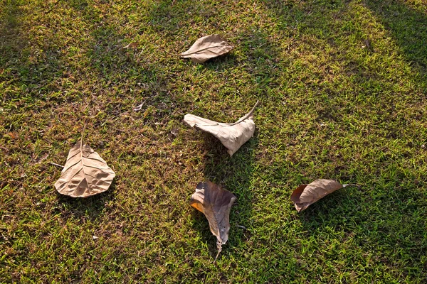 Hermosas hojas en el prado de un palacio a la luz del sol —  Fotos de Stock