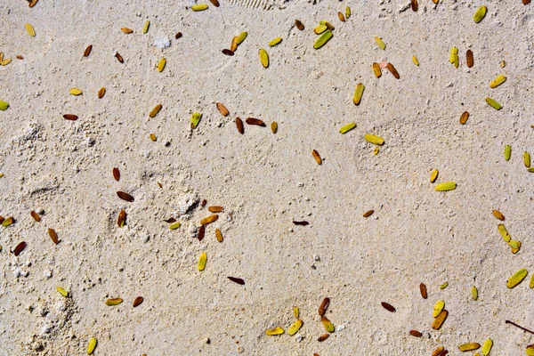 Маленькие зеленые листья на мелком песке на пляже — стоковое фото