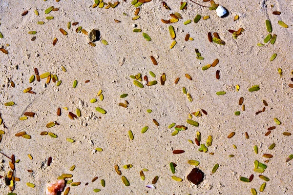Pequeñas hojas verdes en la arena fina en la playa —  Fotos de Stock