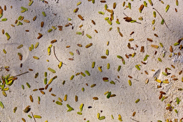 Malé zelené listy na jemný písek na pláži — Stock fotografie