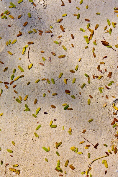 Small green leaves at the fine sand at the beach — Stock Photo, Image