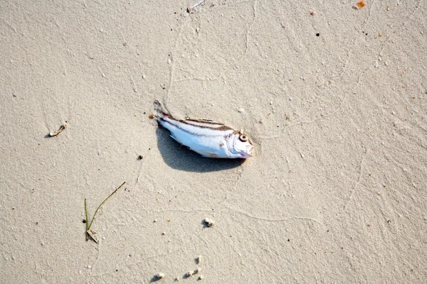 Mrtvé ryby, ležící na pláži — Stock fotografie
