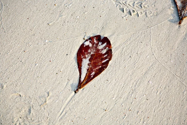Листья на пляже, устроенные природой — стоковое фото