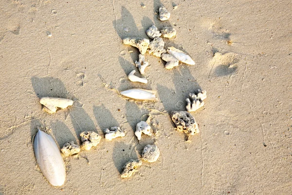Belles feuilles structurées à la plage disposées par la nature dans un — Photo