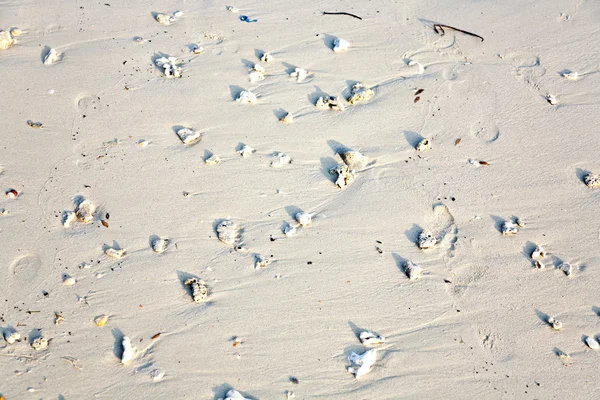 Lindas folhas estruturadas na praia dispostas pela natureza em um — Fotografia de Stock