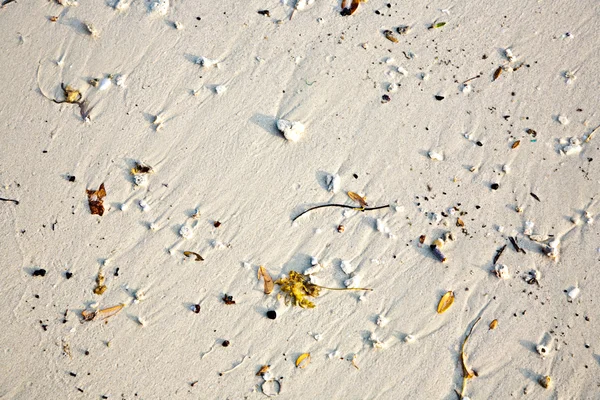 Belle strutture, linee in spiaggia con disposizione delle pulci — Foto Stock