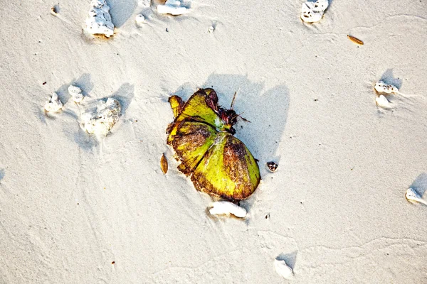 Belo coco na praia — Fotografia de Stock