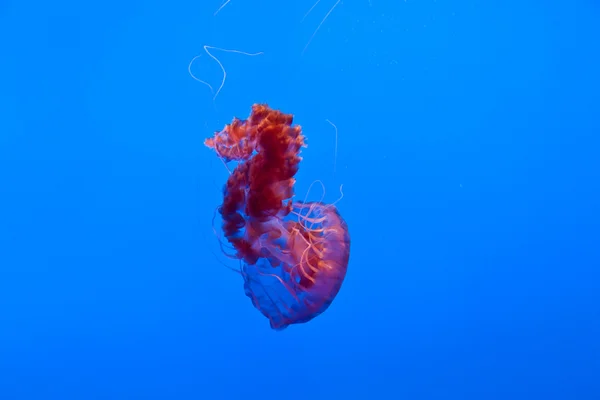 Beautiful Jelly fishes in the aquarium — Stock Photo, Image