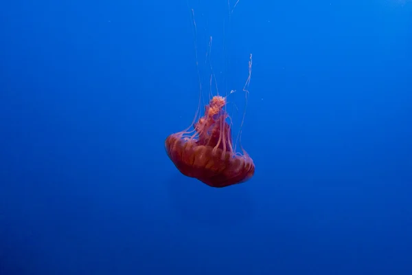 Bela geleia de peixes no aquário — Fotografia de Stock