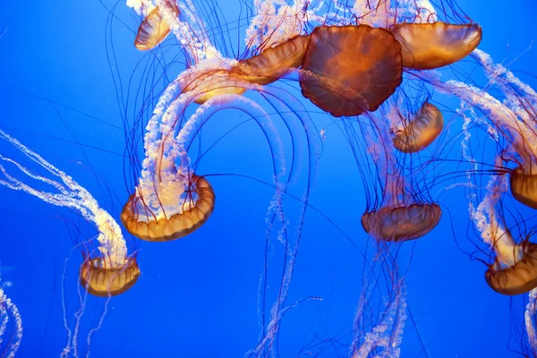 Beautiful Jelly fishes in the aquarium — Stock Photo, Image