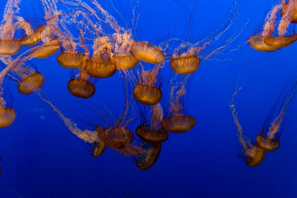 Bellissime meduse nell'acquario — Foto Stock