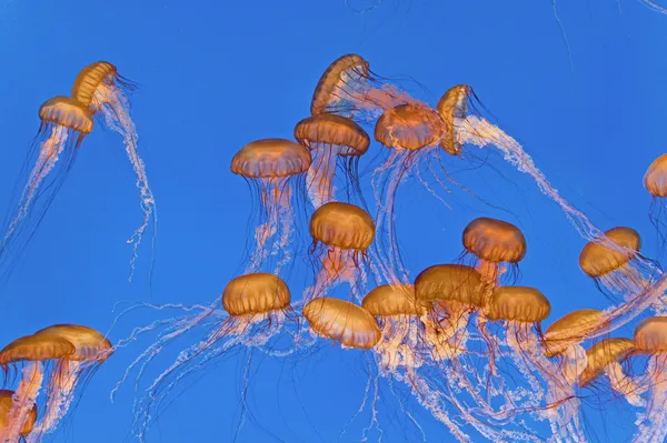 Bellissime meduse nell'acquario — Foto Stock