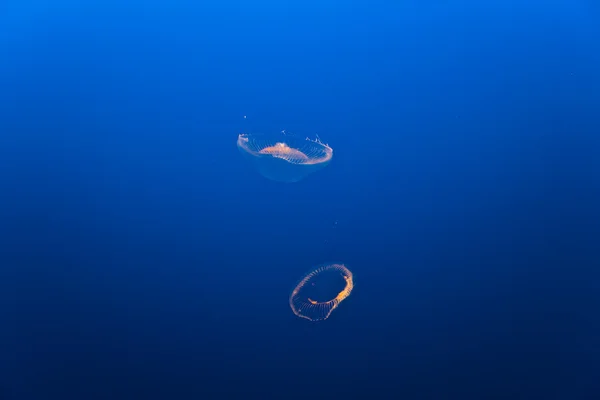 Красивые медузы в аквариуме — стоковое фото