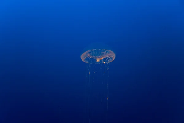 Красивые медузы в аквариуме — стоковое фото
